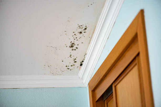 Best DIY Mold Remediation Support Services in Underwood, IA