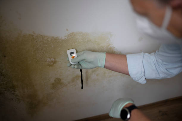 Best Industrial Mold Remediation in Underwood, IA