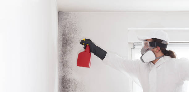Best Mold Testing and Inspection Services in Underwood, IA