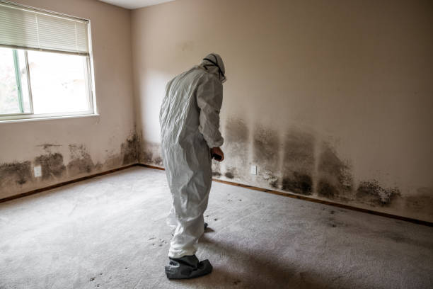 Professional Mold Remediation in Underwood, IA
