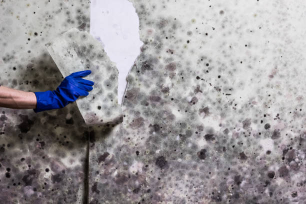 Best Residential Mold Remediation in Underwood, IA